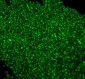 Anti-PTBP1 Antibody Picoband™(monoclonal, 3H12)